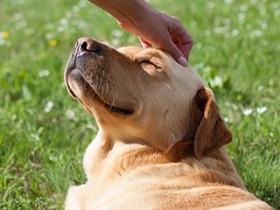 セラピードッグに魅了　フリーアナウンサー原田真裕美さん語る