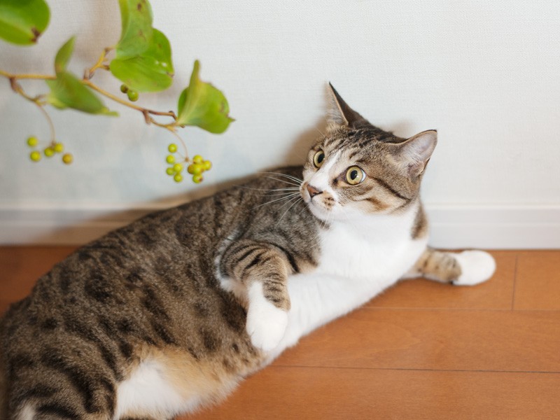 「実物（みもの）で遊ぶわよ、見物（みもの）よ」（小林写函撮影）