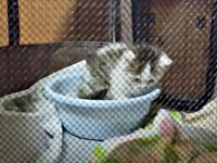 保護後、即席で用意したトイレを使うことができたむぎちゃん（画像提供：あるくきくらげさん）