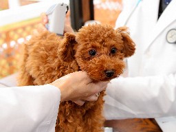 ペット保険、３年で契約数１．５倍　犬猫の高額医療に備え