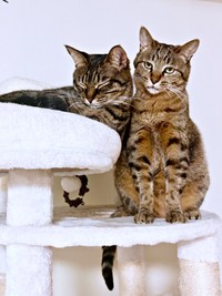 キャットタワーに登ってくつろぐ（左から）椿ちゃん、楓ちゃん（画像提供：ねここさん）