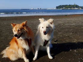 犬の世話をしているようで、実はされている？　いつの間にか飼い主も健康的に