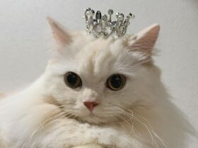 双子でお迎えしたマチカンの「つな」と「まよ」　これからもずーっと大好き！