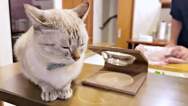 お刺身をもらえるまでじっと待つくうちゃん（画像提供：無重力猫ミルコのお家さん）