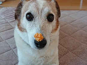 好き嫌いゼロ　食べるの大好きなジャックラッセルテリア「ハル」