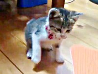 子猫時代、元気を取り戻したポポくん（画像提供：YuuuuJtny-Kさん）_4