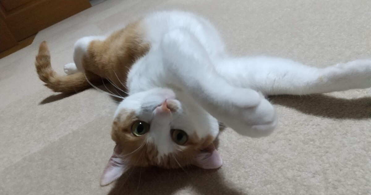 mofusand にゃんこのちびころぬいぐるみ(きいろうさにゃん