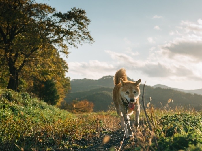 いつも繫がれている飯館の家から１時間半離れた所まで散歩に連れ出した「コロ」。生き生きしている。
