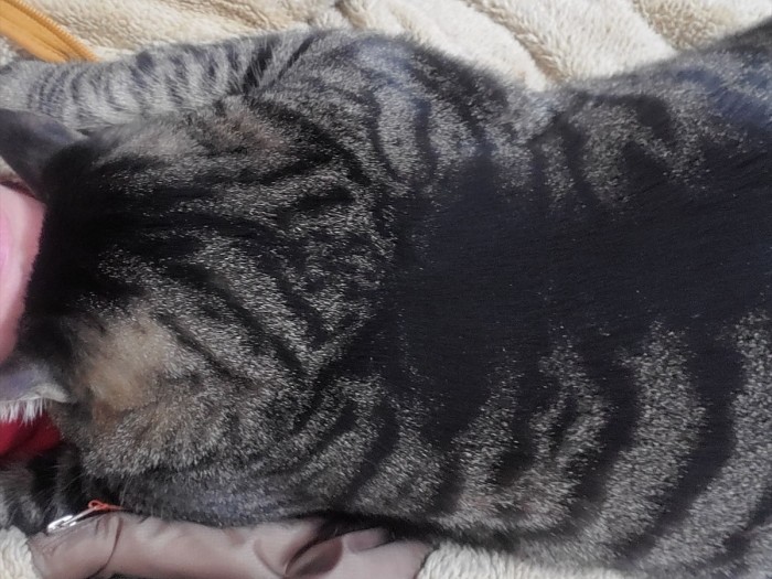 掛け布団のように幅広な体で、私の上に乗ったはっぴー。７㎏あるので重いけどうれしかったです