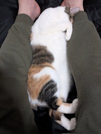 足の間ですやすや眠る三美ちゃん（画像提供：三美お嬢様はお猫様さん）