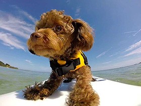 ２０１８かっこいいで賞　ミックス犬の「マシュー」