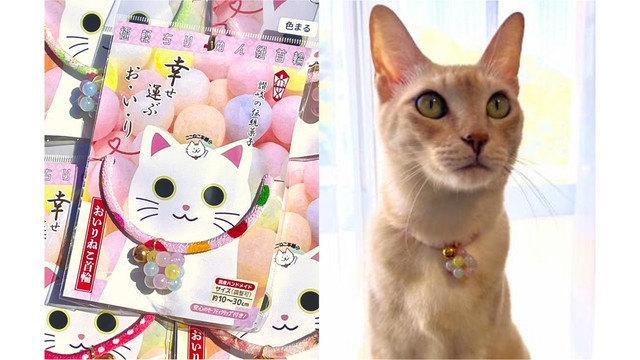 香川の伝統菓子“おいり”がネコの首輪に　SAや道の駅で8月に販売開始　香川