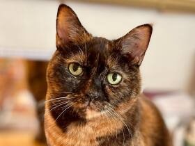 “失敗作”とまで言われたアメショー「心愛」　映画の出演オファーが来るまでに！