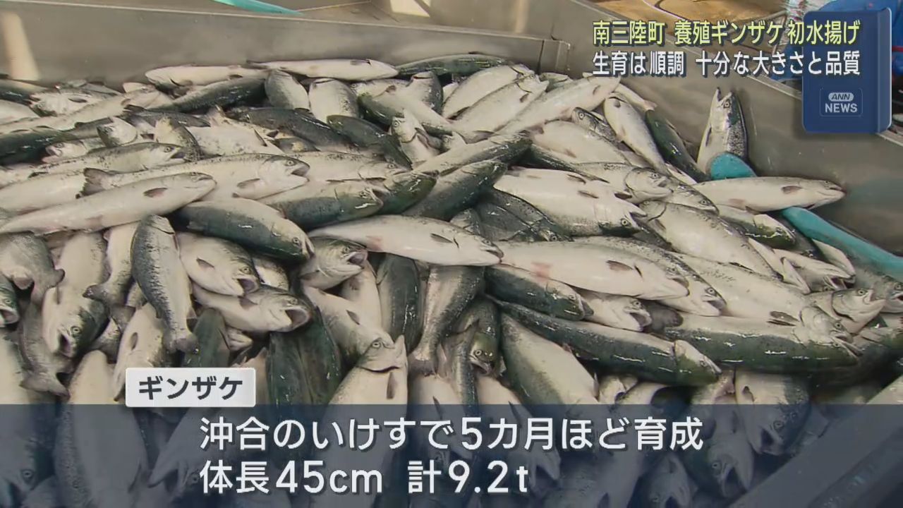養殖ギンザケ伊達のぎん　水揚げ始まる　宮城・南三陸町