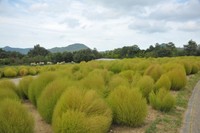 復旧作業中（国営讃岐まんのう公園 9月8日撮影）