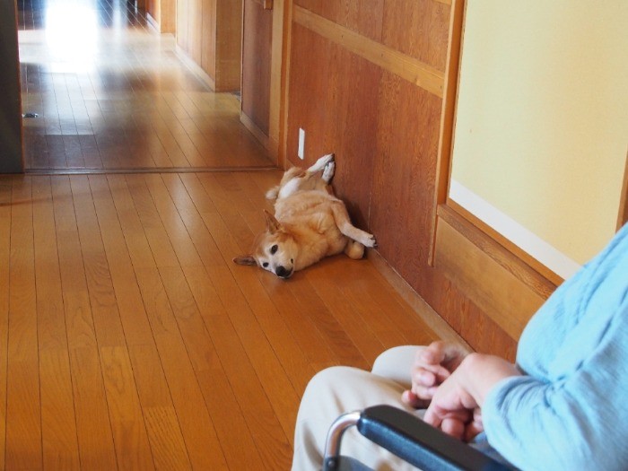 老犬モモちゃんは、癒し担当。