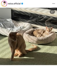高島礼子インスタグラム＠reico.officialより