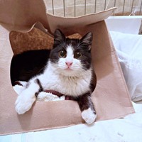 保護初日、ケージの中で過ごすこねぎくん（画像提供：ともさん）