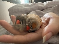 「飼い主の手の中で、ぴったりくっついて眠るしのちゃんとみっちゅ。普段はいたずら好きなしのちゃんも、眠るときはみっちゅと仲良く寄り添っています」（提供：ぜろさん）