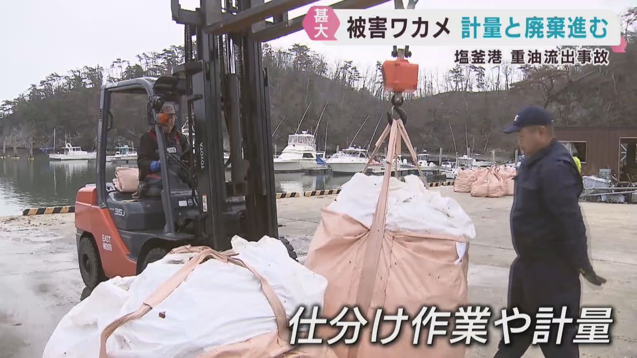 巡視船から重油流出　被害を受けたワカメの廃棄が進む　宮城・塩釜市