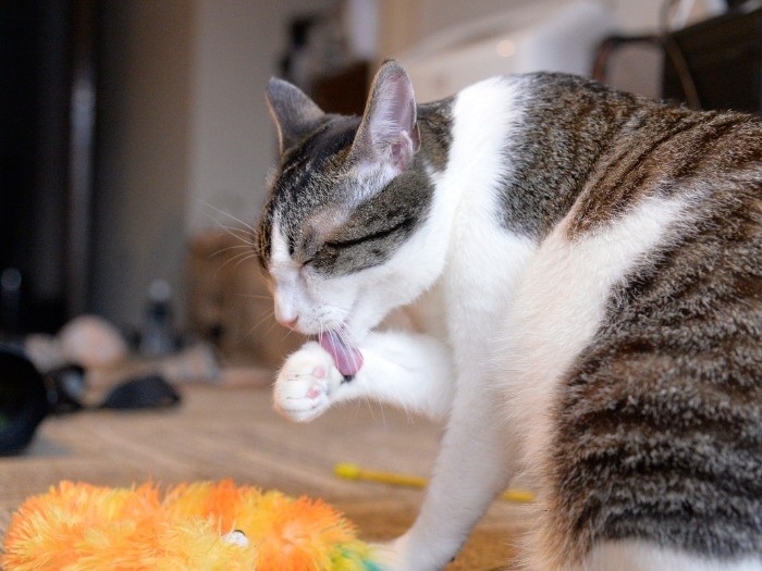 それがまずかったのかなあ