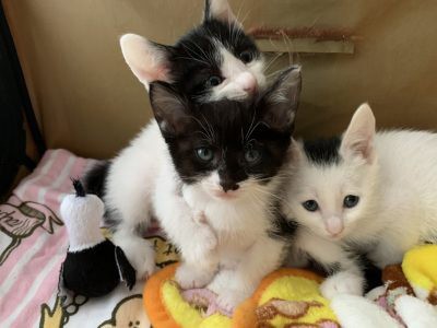 クロちゃんの子供たち。左から、浅緋（あさひ）くん、藍（あい）ちゃん、茜（あかね）ちゃん。性格の違いもはっきりしてきて、毎日大運動会！