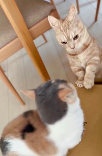 身を引くおだんごちゃん（手前）と、にらみをきかせるきなこくん（奥）（画像提供：きなことおだんごさん）