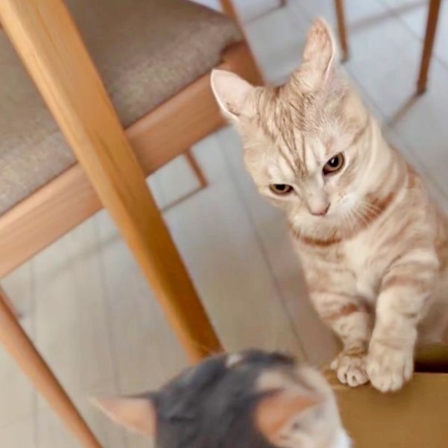身を引くおだんごちゃん（手前）と、にらみをきかせるきなこくん（奥）（画像提供：きなことおだんごさん）