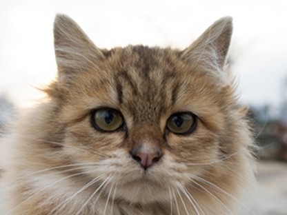 猫の撮影テクニック、猫写真家２０人が解説　専門誌が猫特集