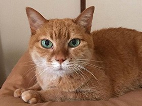 もうすぐ16歳の茶トラ猫「そら」 かくれんぼもベテラン級　