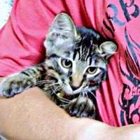 生後4カ月の頃。短毛だったたまちゃん（画像提供：ハナちゃん）