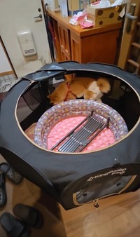 サークルゲージの中にビニールプールを入れて使い始めた（北村 広美さん提供、Instagramよりキャプチャ撮影）