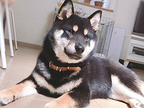 朝のお散歩、まだかなー？　人が大好きな柴犬「あずき」