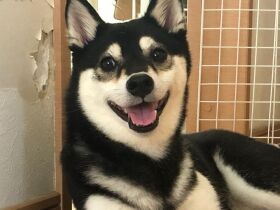 エリザベスカラーがケージにつかえ、身動きできず困り顔　柴犬「コルニ」は天然ガール