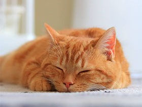 すぴーすぴー。隙あらばすぐ寝るぜ　アメショ「寅次郎」　