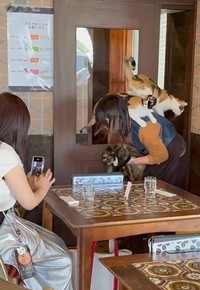 なんと…猫さんたちがお客さんの上にたくさん！（「猫喫茶　ネコブ」さん提供、動画よりキャプチャ撮影）