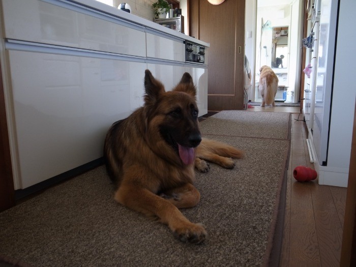 被毛もすっかりきれいになりました