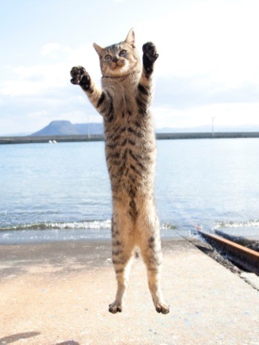 （C）Yamamoto Masayoshi