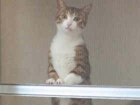 孤高のばあやに優しい孫ができた　老猫１匹と子どもの猫２匹の安定した生活　