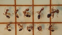 特定外来生物「ヒアリ」2400匹以上を確認　水島港国際コンテナターミナル　岡山