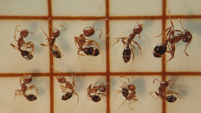 特定外来生物「ヒアリ」2400匹以上を確認　水島港国際コンテナターミナル　岡山