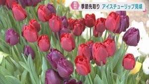 季節を先取り　アイスチューリップが見頃　宮城・川崎町
