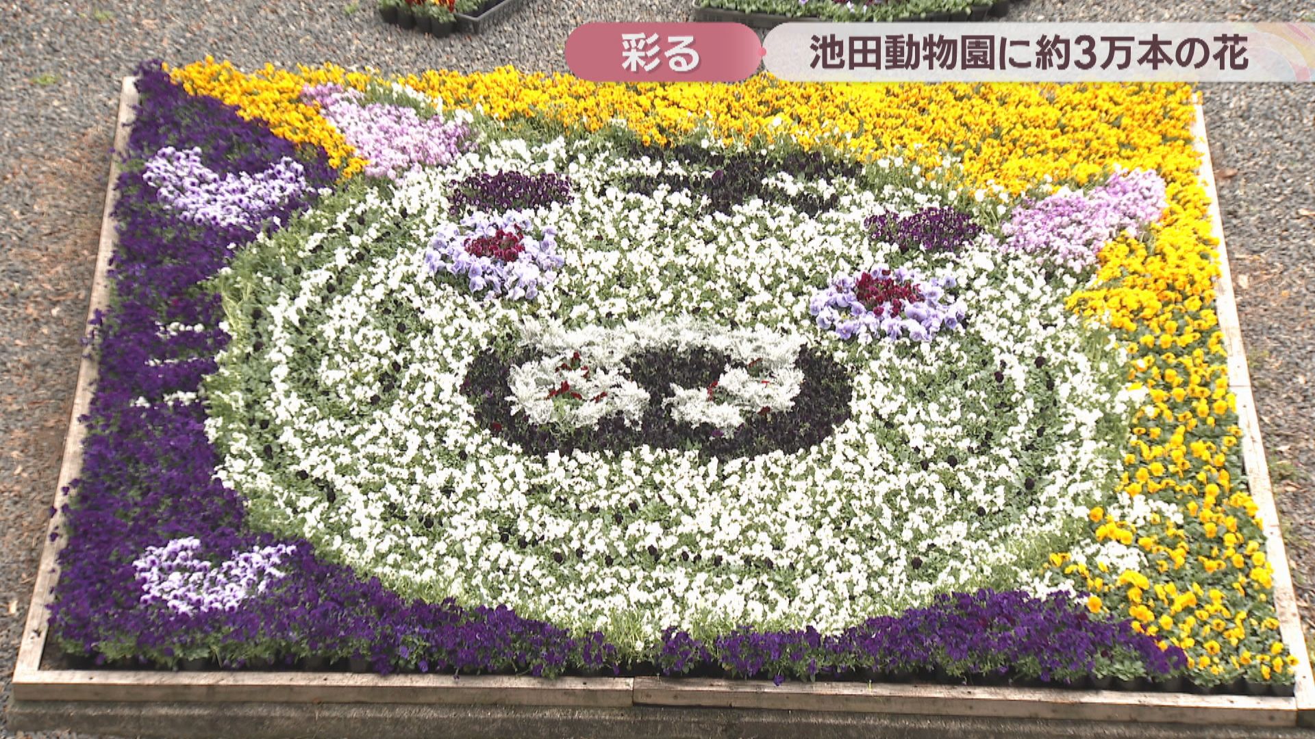 パンジーなどで表現したホワイトタイガーも 約3万本の花が池田動物園内