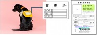 盲導犬とペットの犬～どこを見たら見分けられる？～（提供画像）
