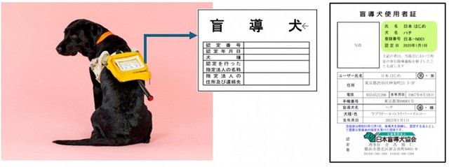 盲導犬とペットの犬～どこを見たら見分けられる？～（提供画像）