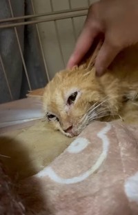今は手でなでても怒らなくなりました(まねきねこさん提供、Instagramよりキャプチャ撮影)