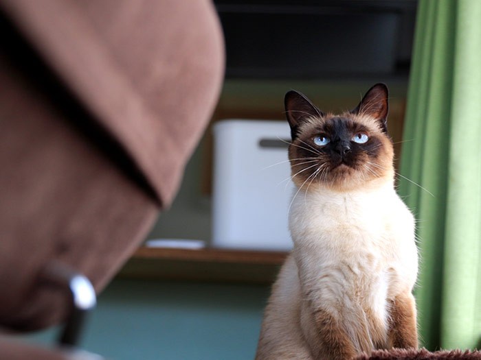 マイアも小さな時に会ったことがあるんだよー。