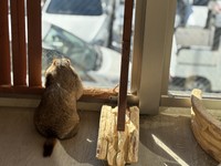 窓から車を眺める、センチメンタルな雰囲気のマーモット