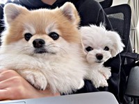 「作業が進まない」 飼い主さんの膝上でくつろぐ（左から）そるくん、うるちゃん（画像提供：ぷりてぃーぬさん）