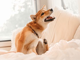 【アンケート募集】愛犬の「かゆみ」についてのお悩みや対策、教えてください！